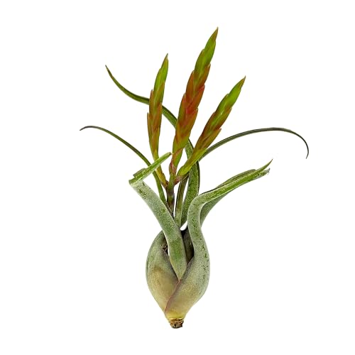 Air Plants Flowering Tillandsia Caput Medusae (3 Count)