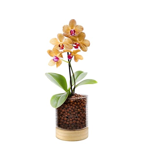 C3 Glass Orchid Pot