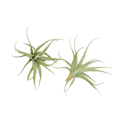 Live Air Plants (2 Count)