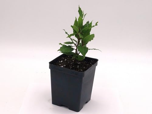 Live Perennial Plants (2 Count)