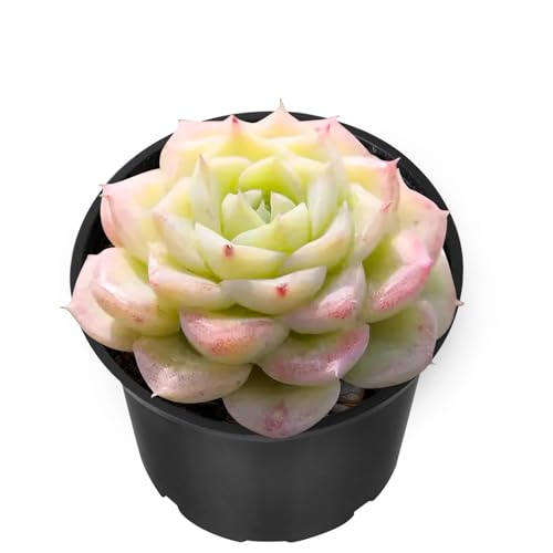 Echeveria 'Malgan' White Swan (Echeveria 'Malgan' White Swan)