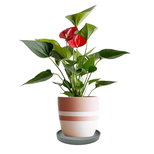 Ceramic Plant Saucer Tray 2 Pcs 6.4 Inch Grey (4 Count)
