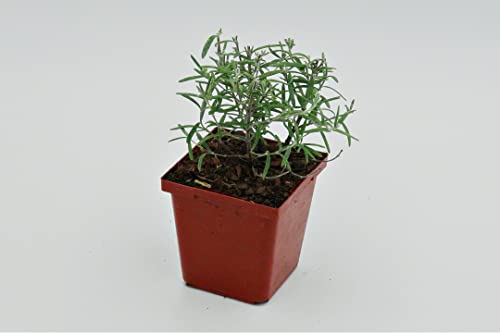 Live Perennial Plants (3 Pots)
