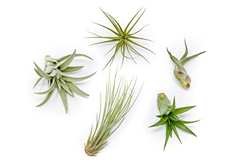 5 Pack of Classic Air Plants Variety (5 Count)