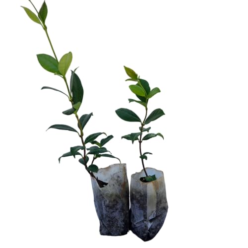 Daisy Ship Star Jasmine Trachelospermum (2-Pack (Sac) / jasmine-star)