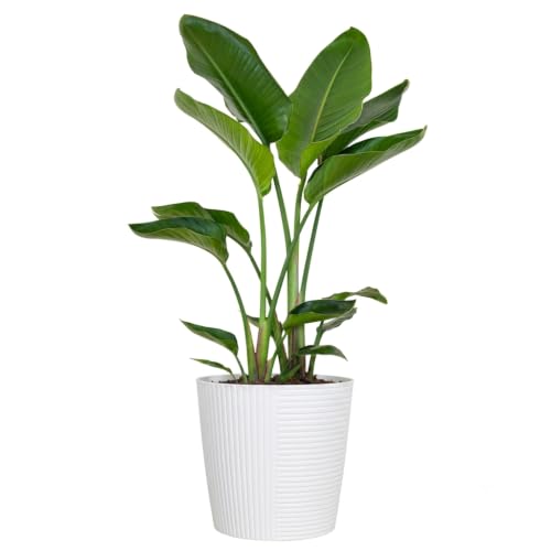 White Bird of Paradise Live Plant 10 inch Pot United Nursery (White Decorative Pot / 10-inch Pot)