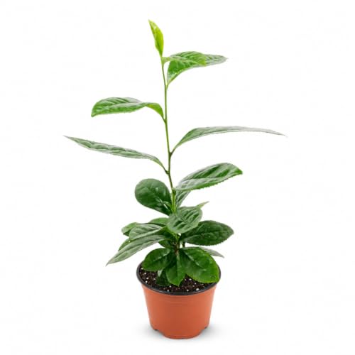 Camellia Sinensis Tea Plant (4 Inch / 3 Plants)