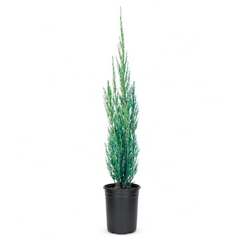 Skyrocket Juniper (4 Inch / 10 Plants)