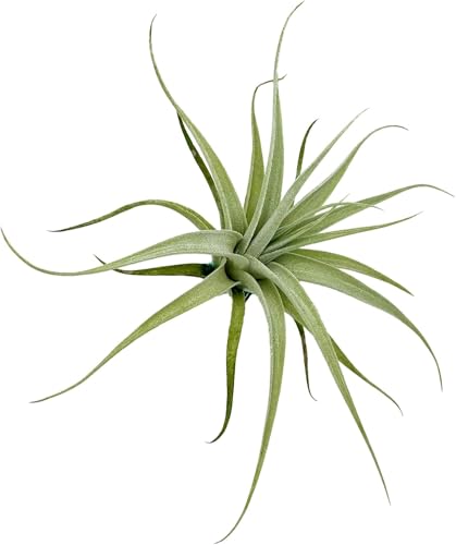Live Air Plants (2 Count)