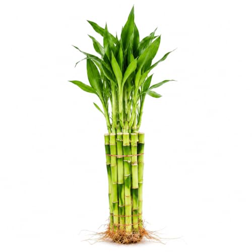 Lucky Bamboo Live Plant