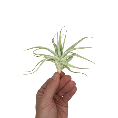Live Air Plants