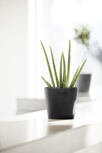 Amsterdam Mini Round Flower Planter (Dark Grey / 7 Inches)