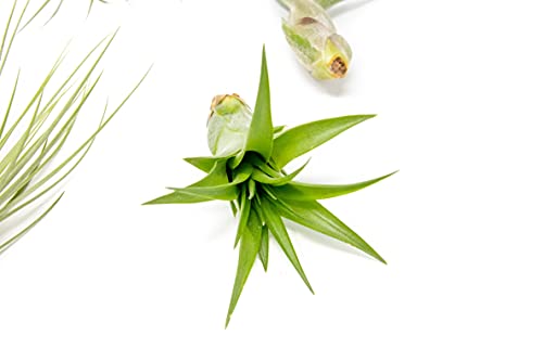 5 Pack of Classic Air Plants Variety (5 Count)