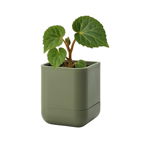 3.5 Inch Wall Mounted Self (3.5" (1 Pack) / Olive)