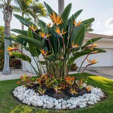 Daisy Ship Bird of Paradise White & Orange Strelitzia (4 Count)