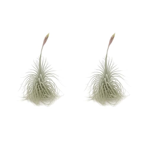Live air Plant (2 Count)