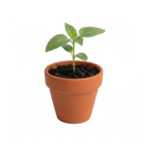 Seeds Bright Series Grow Kit 12 (12 Count)
