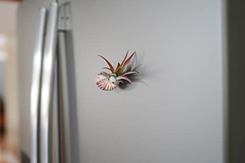 12 Pack Air Plants Red Abdita Tillandsia (12 Count)