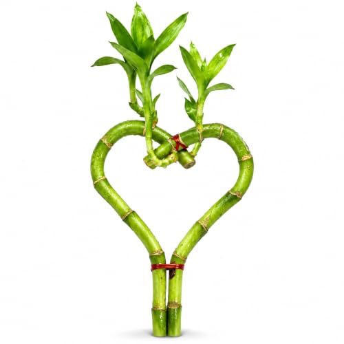 Lucky Bamboo Live Plant Heart Shaped