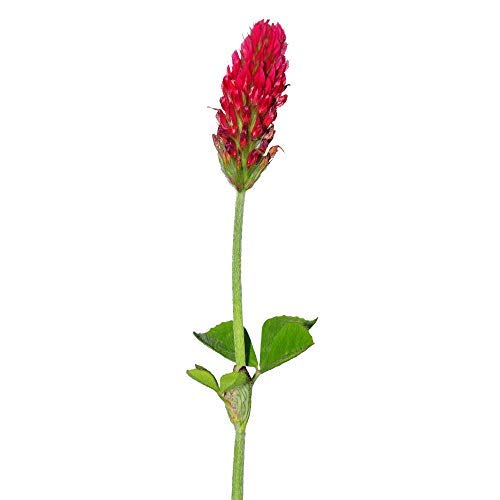 Mountain Valley Seed Co Crimson Clover Seeds Coated 1 Lb Garden Cover Crop (16 Ounce)