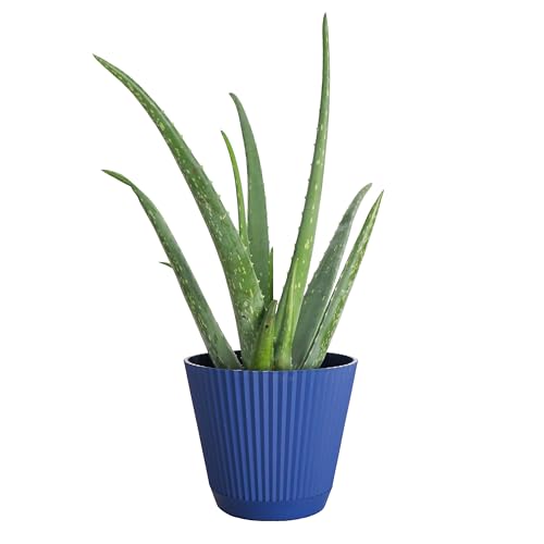 Live Aloe Vera Plant (Navy (6" Pot))