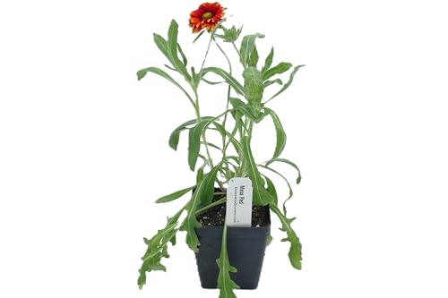 Live Perennial Plants