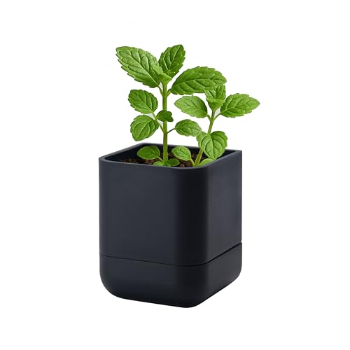 3.5 Inch Wall Mounted Self (3.5" (1 Pack) / Black)