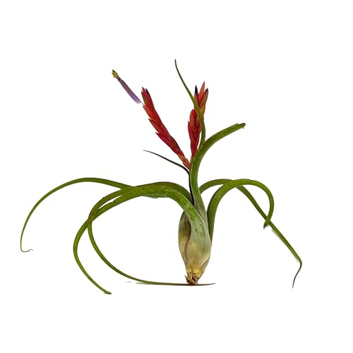 Air Plants Flowering Tillandsia Caput Medusae (5 Count)
