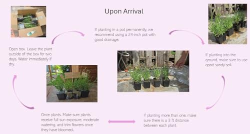 L+ French Provence Lavender (4 Count)