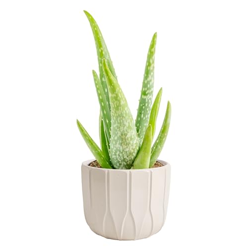 Aloe Vera Live Indoor Plant (Aloe Vera, 10-12 Inches Tall, in Decorative Plant Pot)