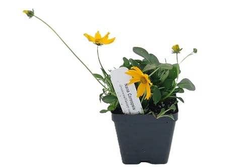 Live Perennial Plants (10 Pots)