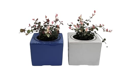 2 Pack Ceramic African Violet Self Watering Pot 6 Inch Square Pot 3.5 Inch Innter Pot Easy Fill Water Reservoir White Blue (White Blue)