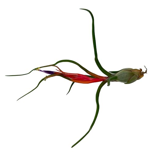 Air Plants Elsker Gift Box (5 Count)