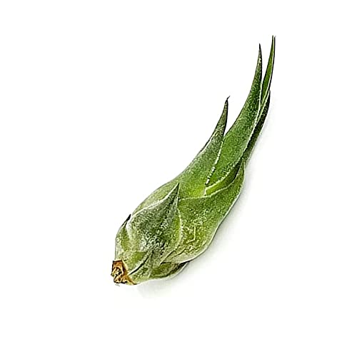 Air Plants Tillandsia Seleriana