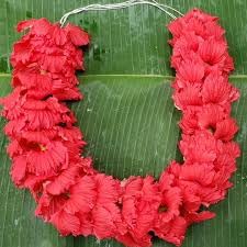 Red Hibiscus rosa (2 Count)