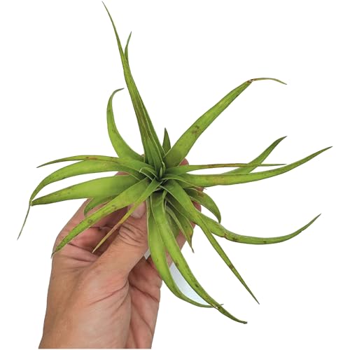Air Plants Tillandsia Brachycaulos Multiflora (5 Count)