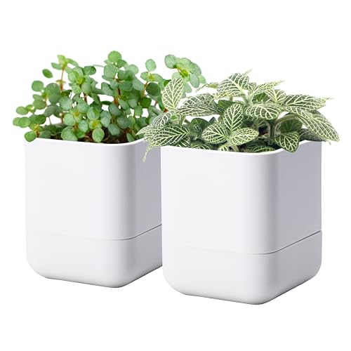 4.5 Inch Wall Mounted Self (4.5" (2 Pack) / White)