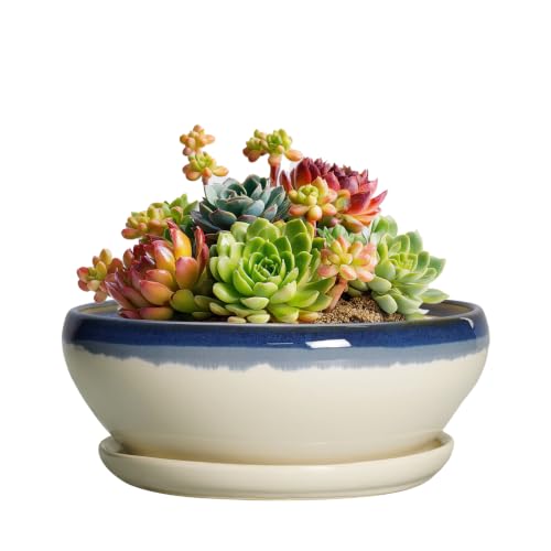 Succulent Pots 6 Inch (6 Inch / Blue-beige)