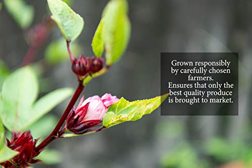 Sorrel Hibiscus Flowers