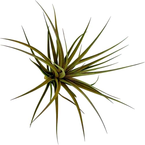 Air Plants Flowering Tillandsia Stricta Large 5" (2 Count)