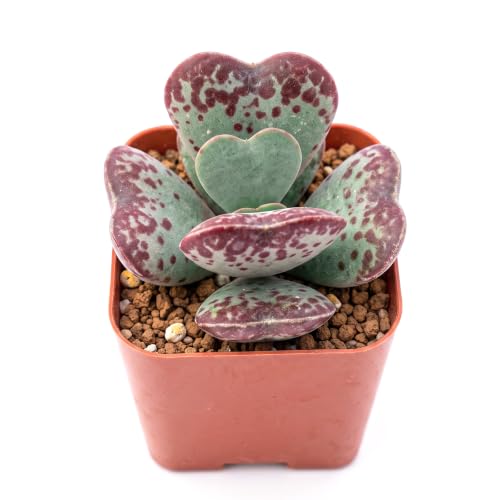 Live Succulent Plant Adromischus triflorus 'Calico Hearts' (Adromischus triflorus 'Calico Hearts')