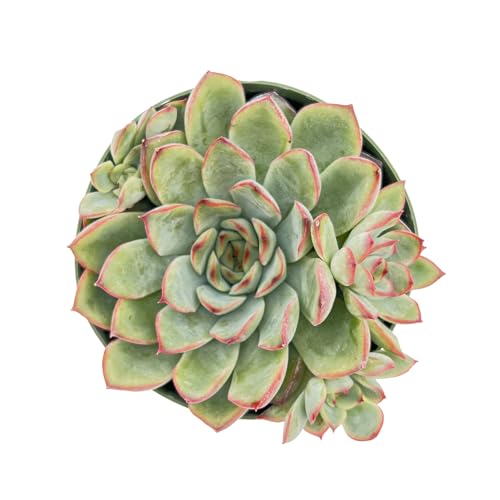 Live Succulent Plants Echeveria 'Pulidonis'