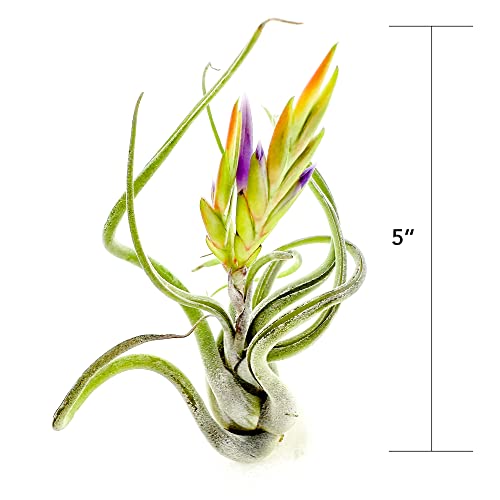 Air Plants Flowering Tillandsia Caput Medusae (3 Count)