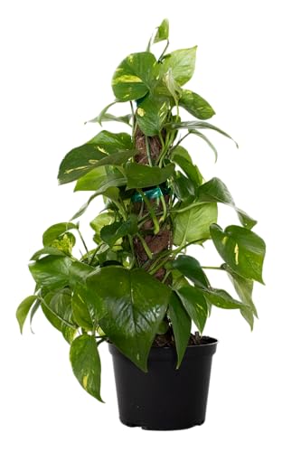 Golden Pothos Totem Live Plant 10 (Plant Pot / 6-inch Totem Plant Pot)