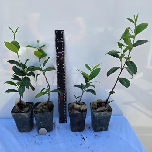 Daisy Ship Star Jasmine Fragrant Climber (4 × 2-in cups / jasmine-star)