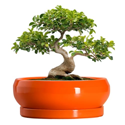 Bonsai Pots 13 Inch Ceramic Succulent Pots with Drainage Hole and Saucer (13 Inch / Orange)