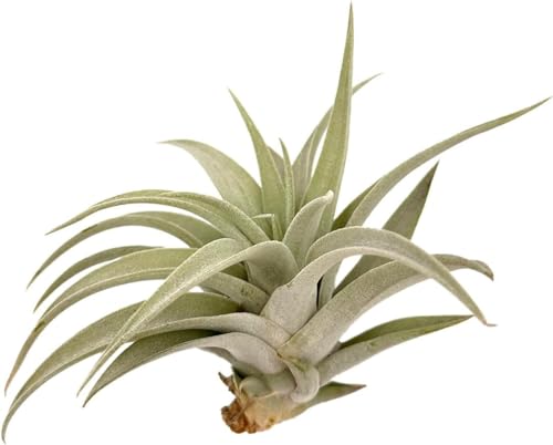Air Plants Flowering Tillandsia Harrisii (3 Count)