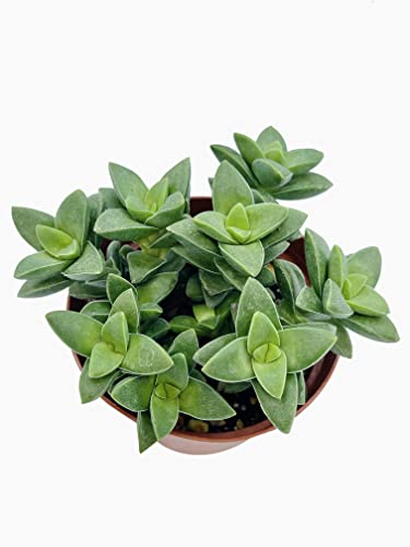 Live Succulent 4" Crassula Spring Time (4" / Crassula Spring Time)