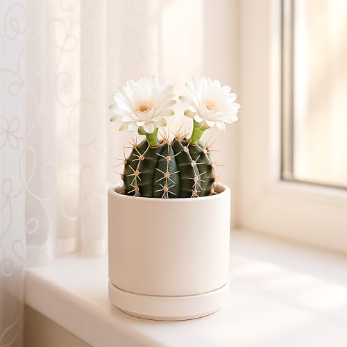 2 Pack Ceramic Pots with Saucers (2 Count)