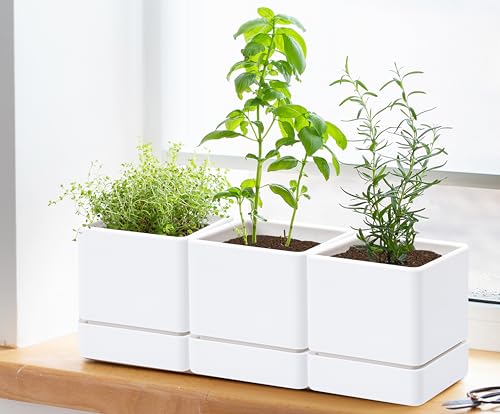 6 Pack Plastic Herb Planter Pots (6 Count)